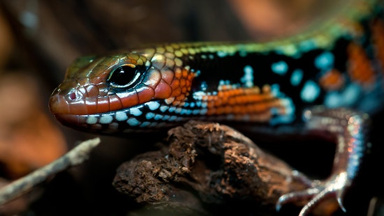 snake vet tauranga