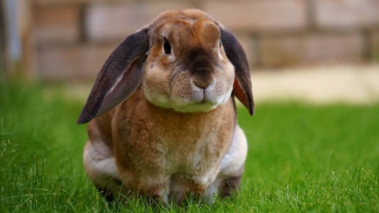vet for a rabbit